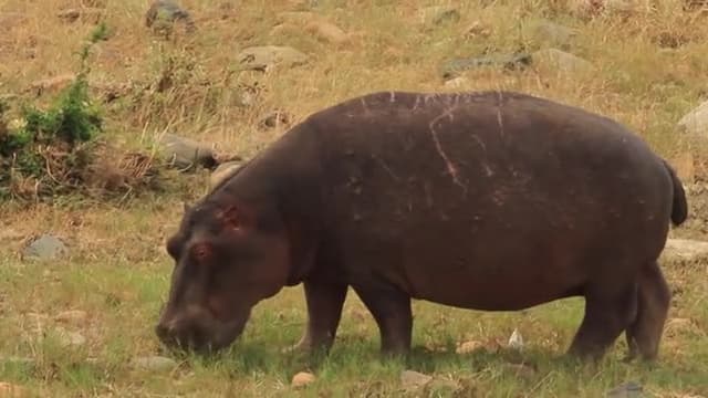 S01:E15 - Hippo
