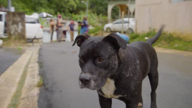 S01:E05 - Puerto Rico Rescue Pups