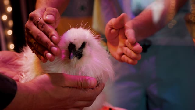 S01:E02 - We're Gonna Need Chicks